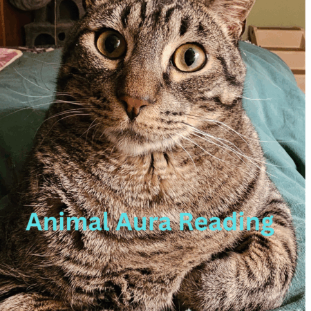 Animal Aura Reading
